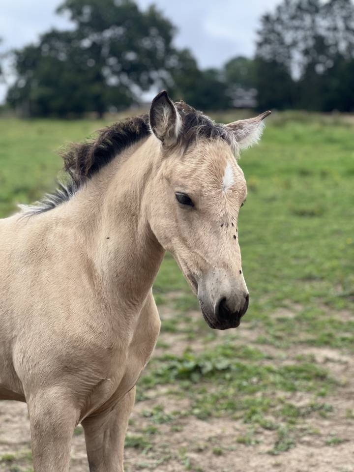 Filly Lusitano For sale 2024 Buckskin