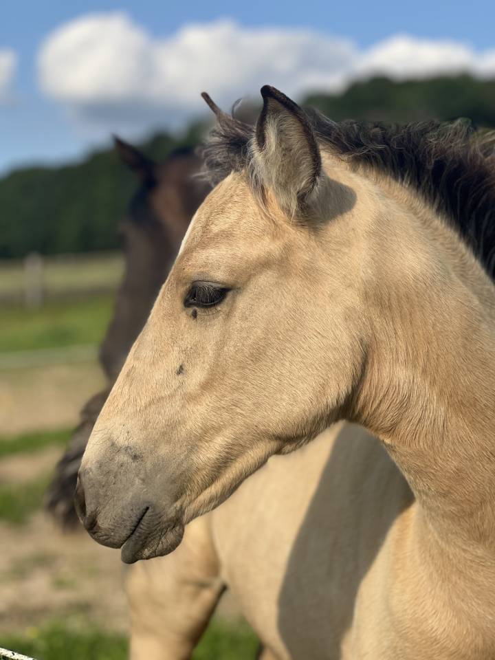 Filly Lusitano For sale 2024 Buckskin