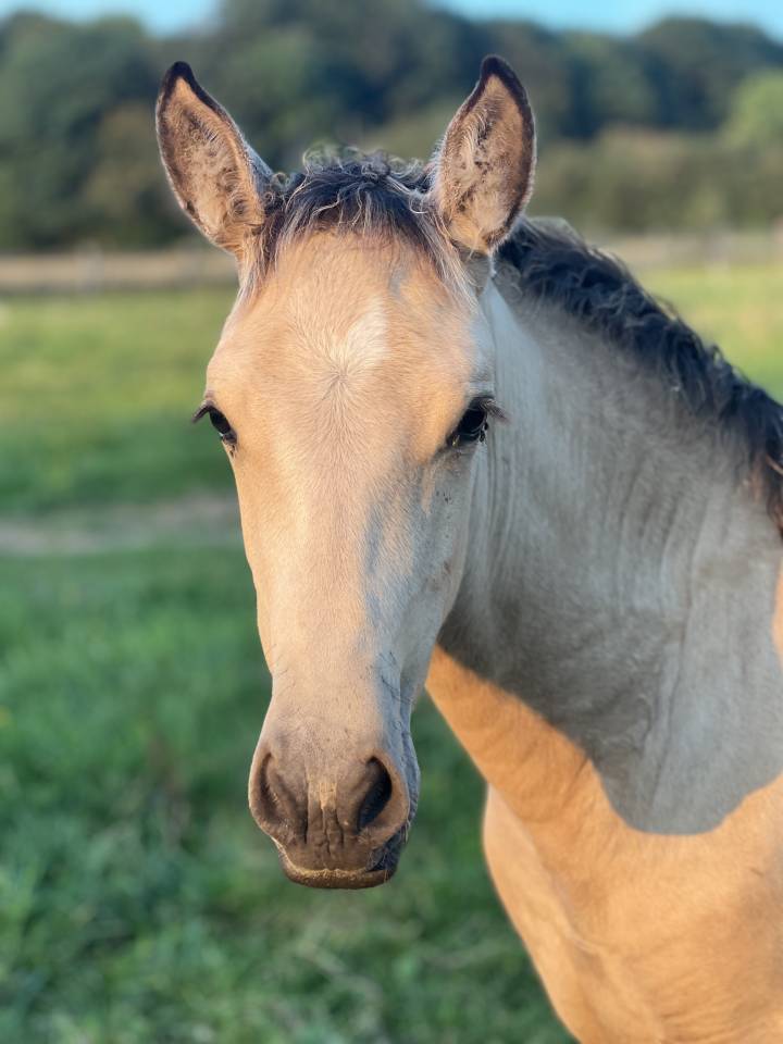 Filly Lusitano For sale 2024 Buckskin
