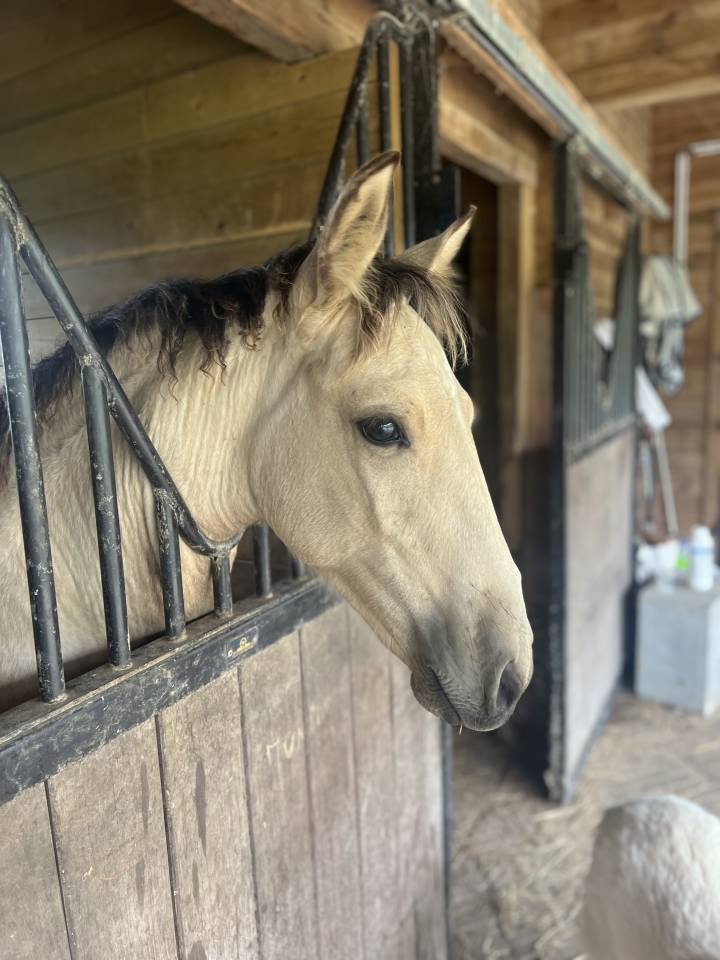 Filly Lusitano For sale 2024 Buckskin