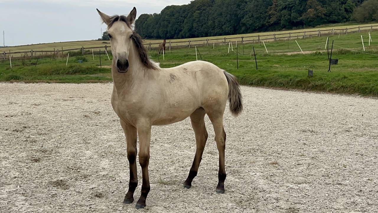 Filly Lusitano For sale 2024 Buckskin
