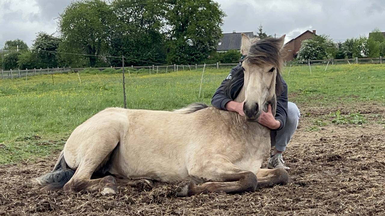 Filly Lusitano For sale 2024 Buckskin