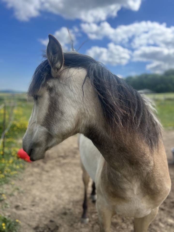 Filly Lusitano For sale 2024 Buckskin