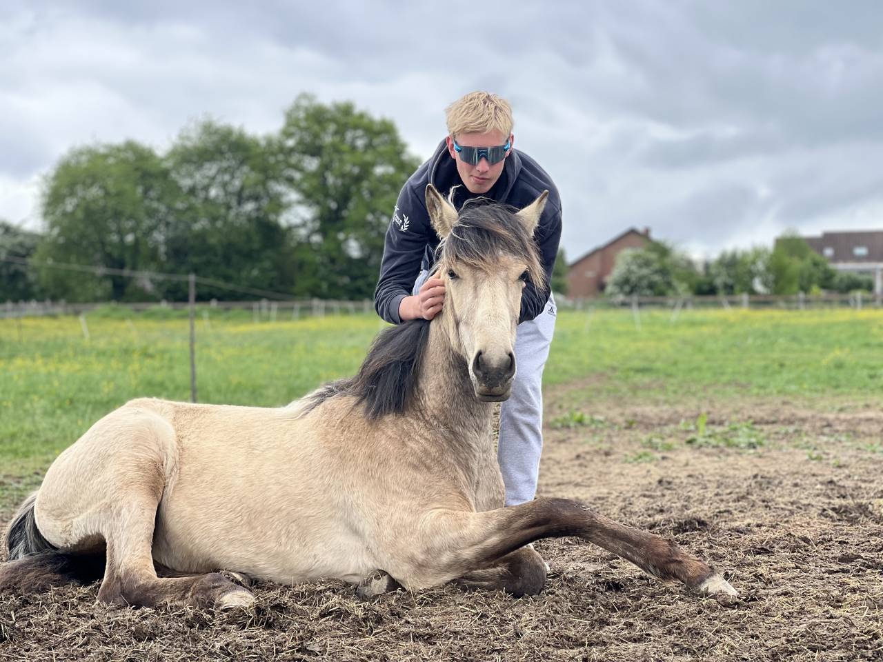 Filly Lusitano For sale 2024 Buckskin