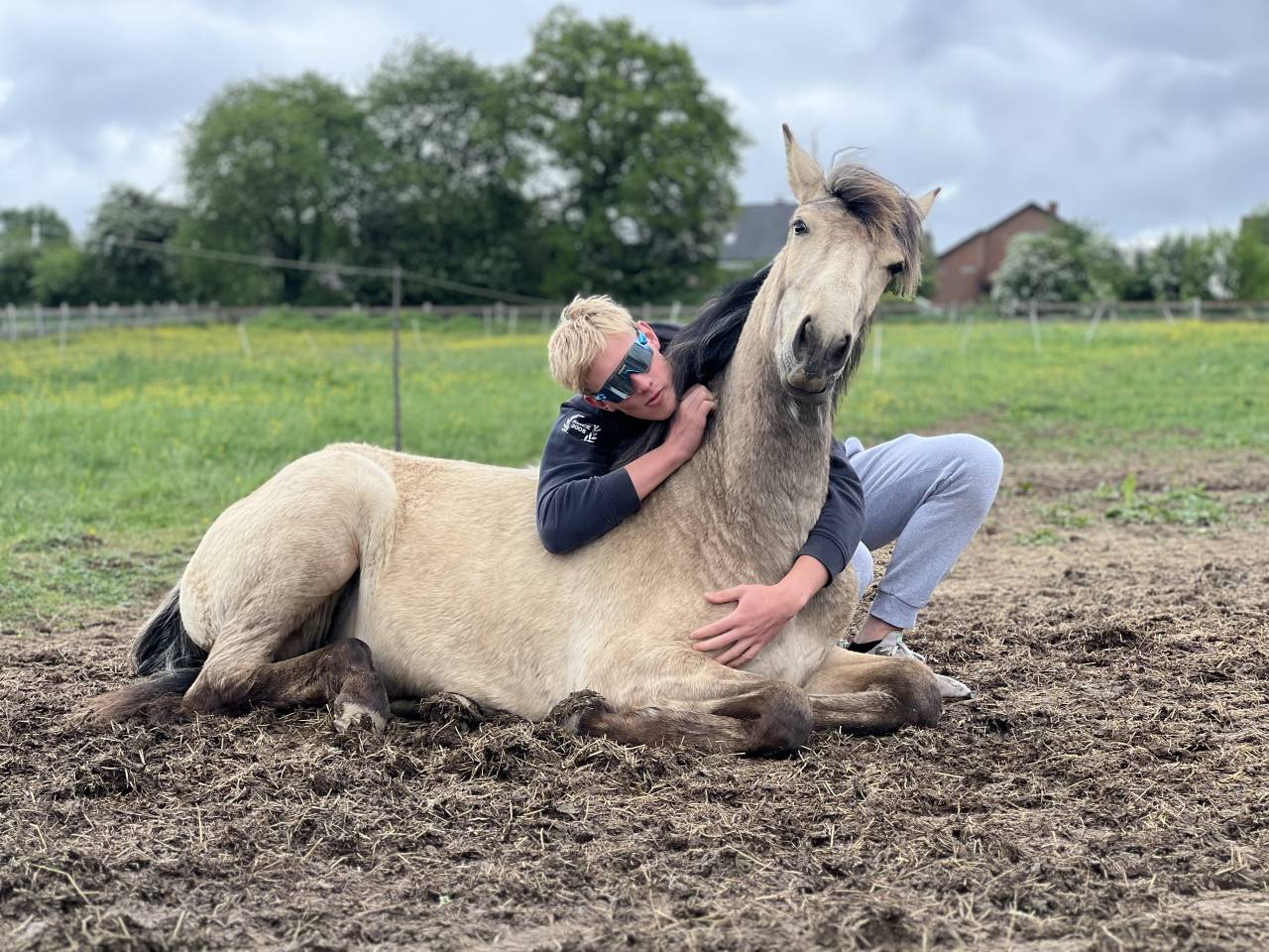 Filly Lusitano For sale 2024 Buckskin