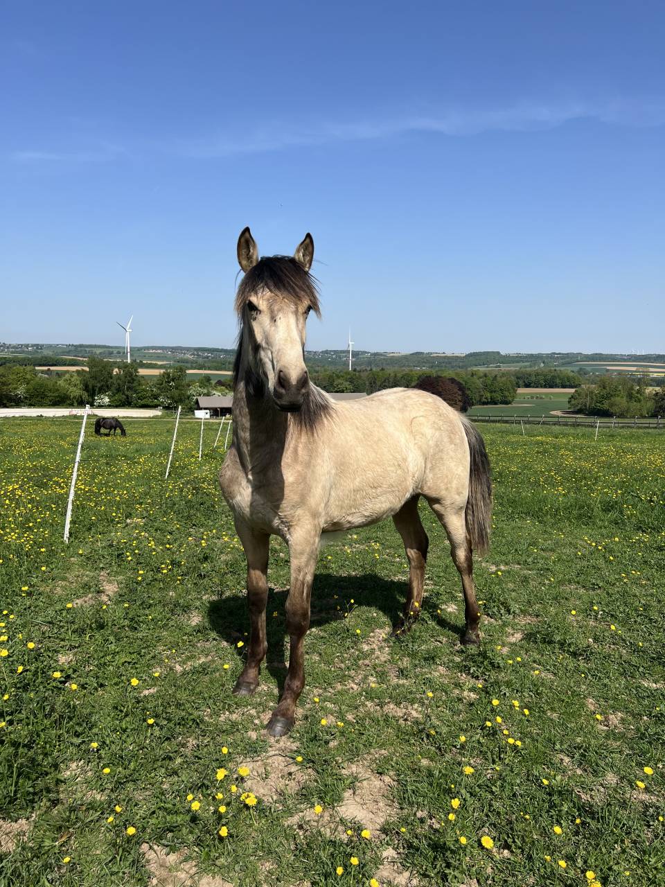 Filly Lusitano For sale 2024 Buckskin