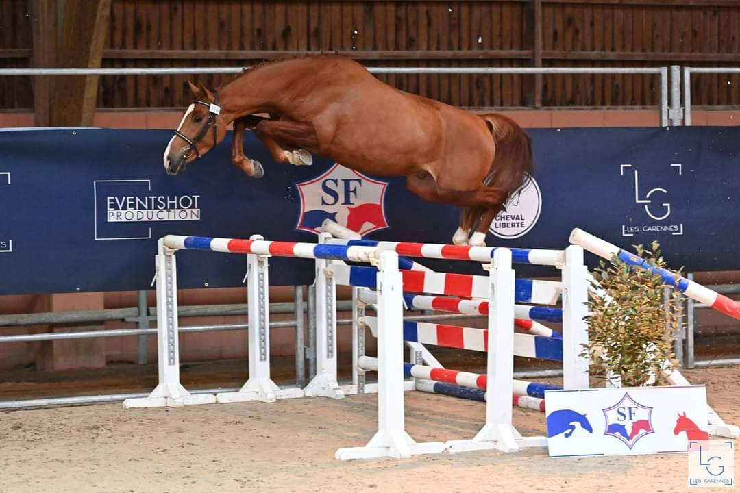 KELAMOUR DE L'OZANCE - Selle Français 2020 by L'AMOUR DU BOIS ISO 171