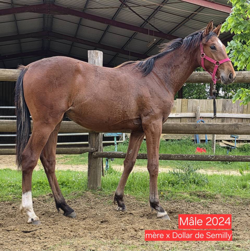 KELAMOUR DE L'OZANCE - Selle Français 2020 by L'AMOUR DU BOIS ISO 171