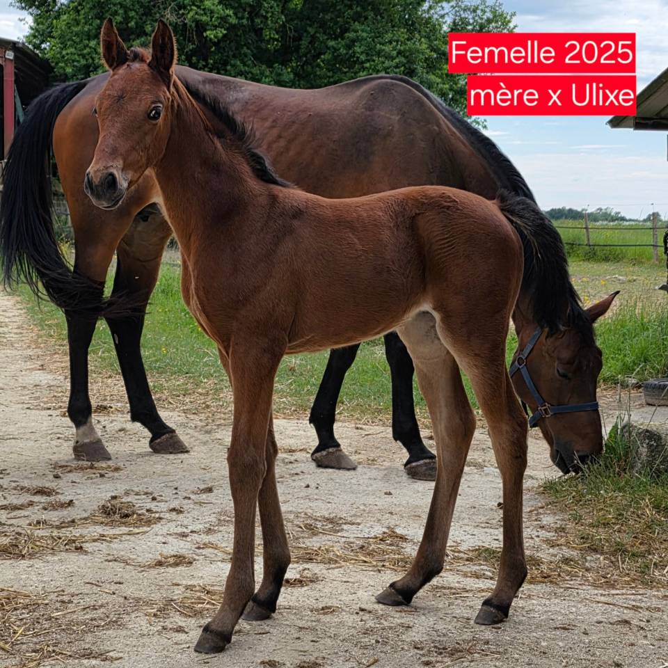 KELAMOUR DE L'OZANCE - Selle Français 2020 by L'AMOUR DU BOIS ISO 171