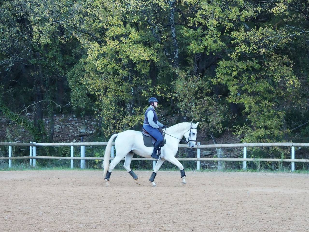 Gelding Lusitano For sale 2017 Grey