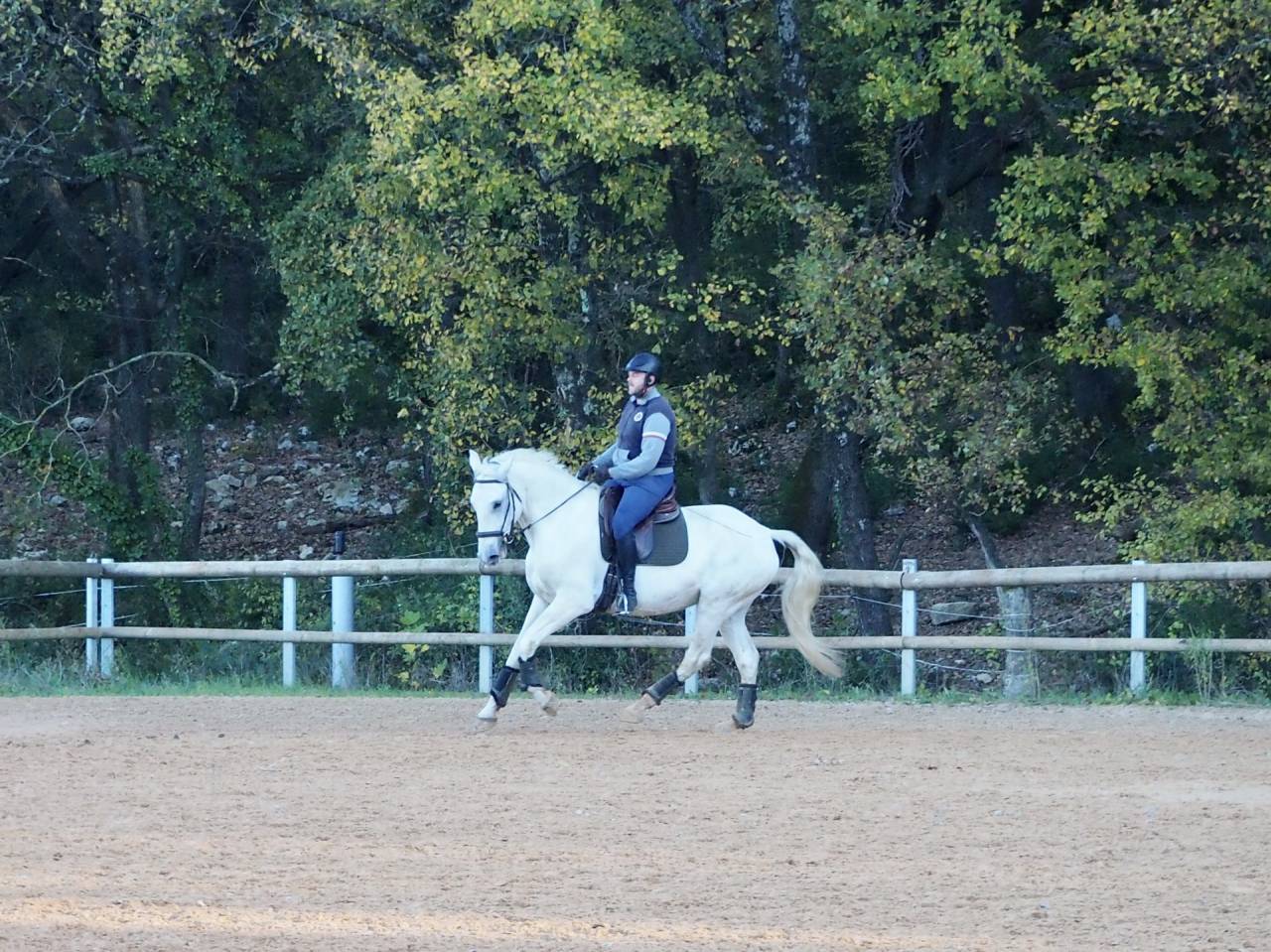 Gelding Lusitano For sale 2017 Grey