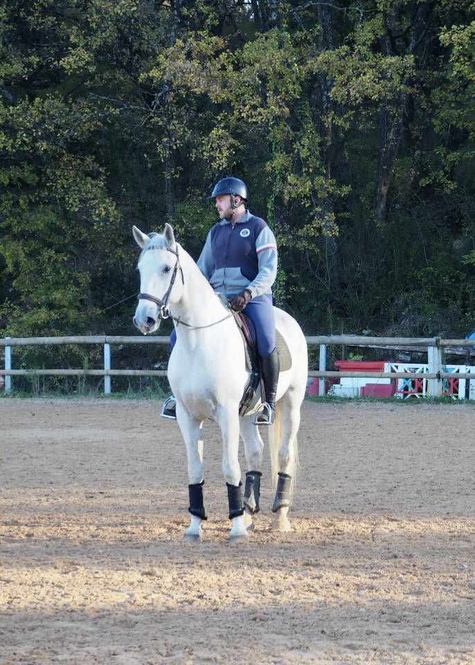 Gelding Lusitano For sale 2017 Grey