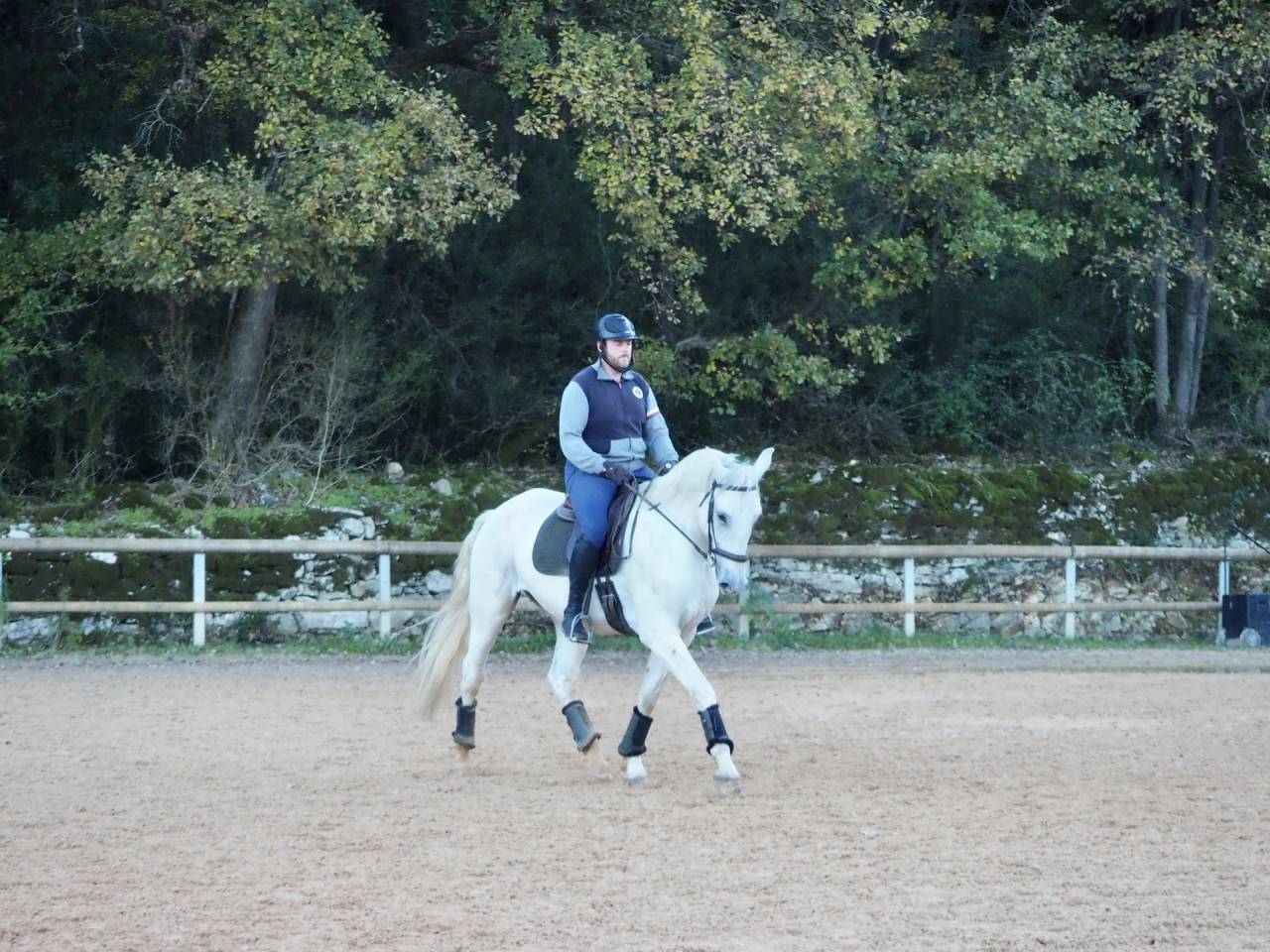 Gelding Lusitano For sale 2017 Grey