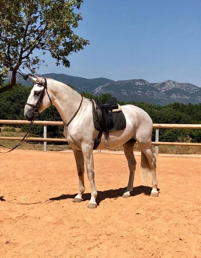 Gelding Lusitano For sale 2017 Grey