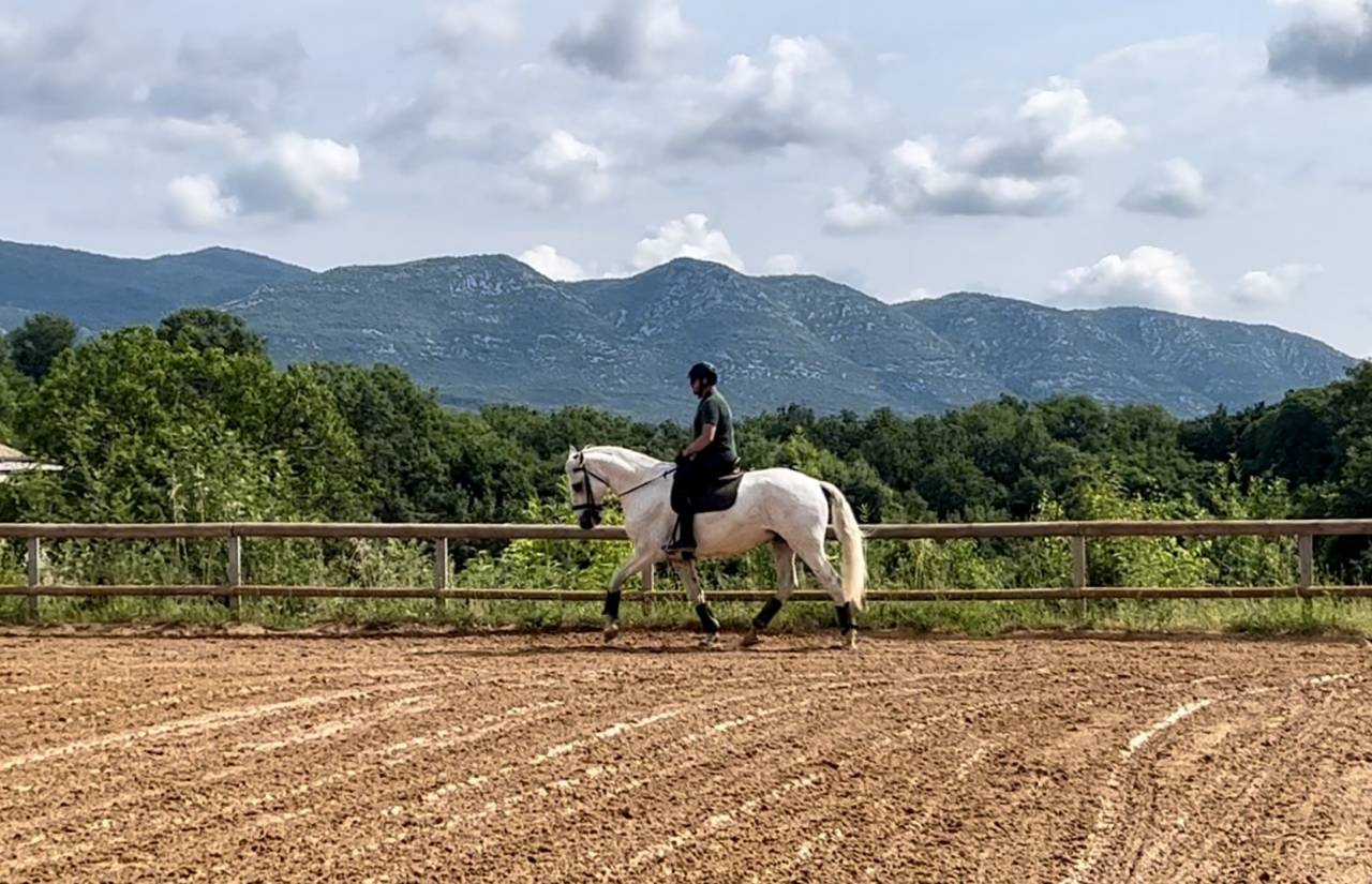 Gelding Lusitano For sale 2017 Grey