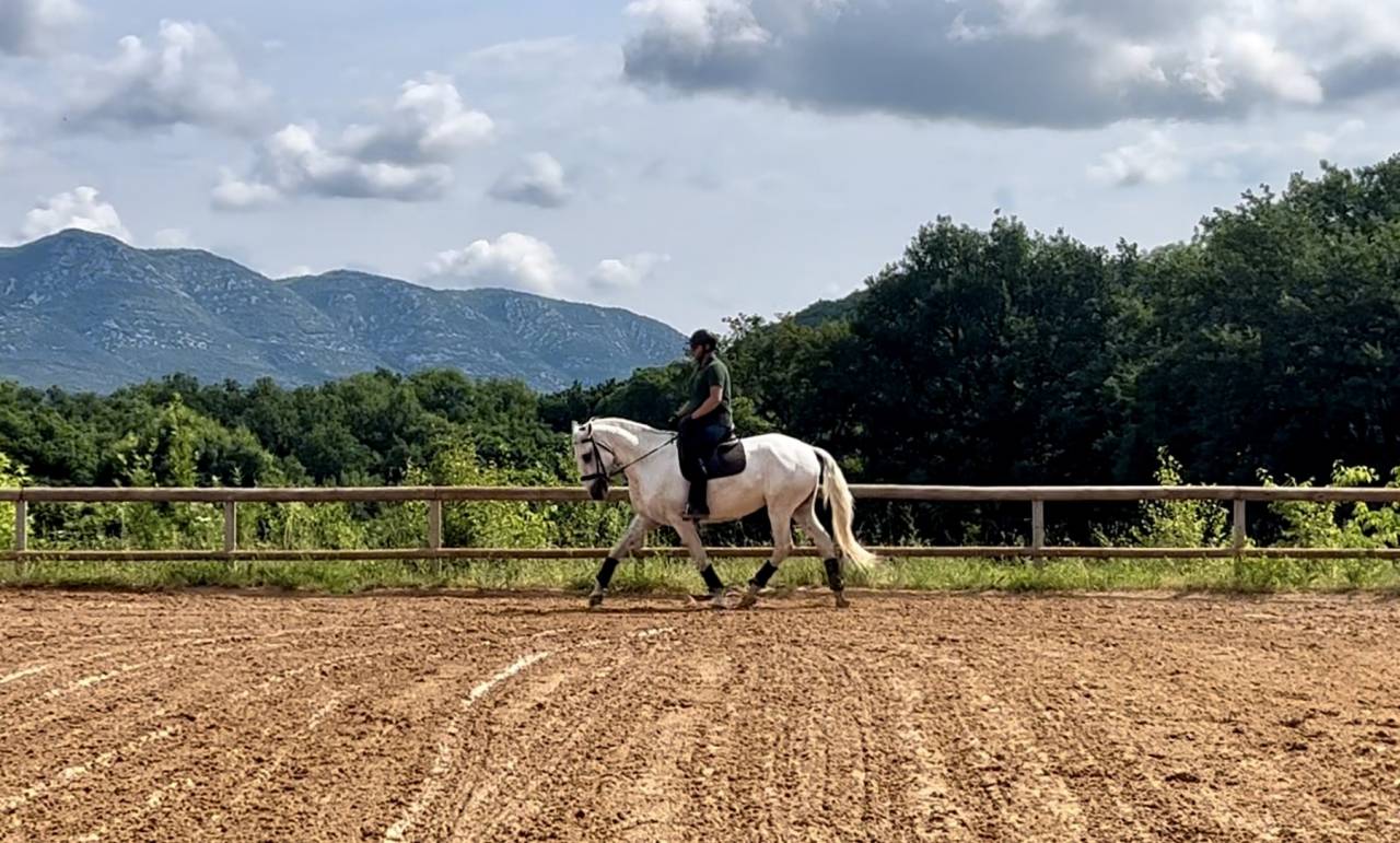 Gelding Lusitano For sale 2017 Grey