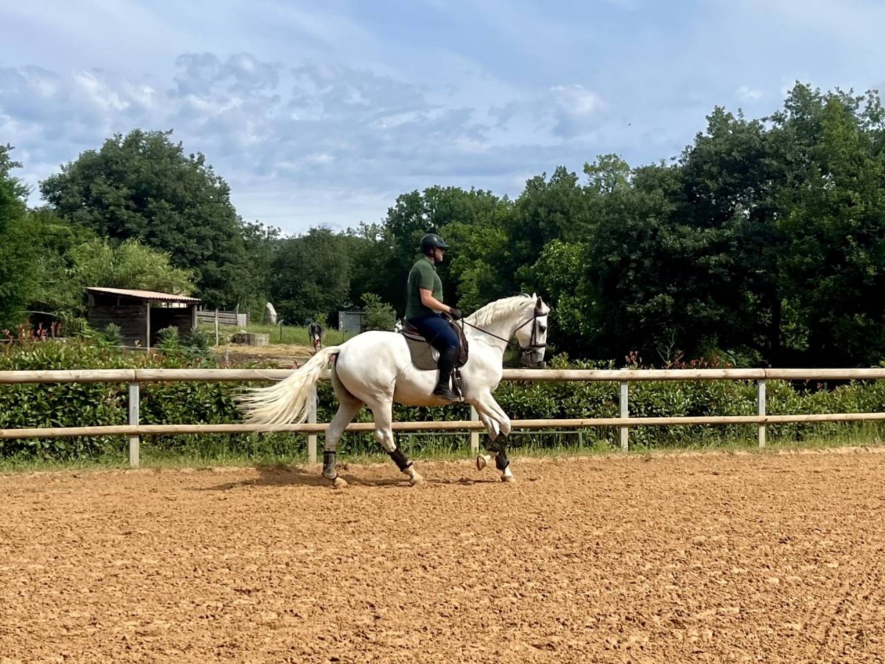 Gelding Lusitano For sale 2017 Grey