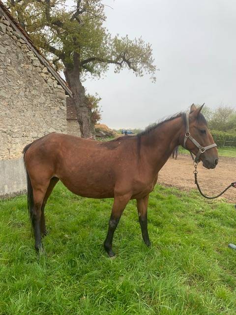 Broodmare Connemara For sale 2012 Bay