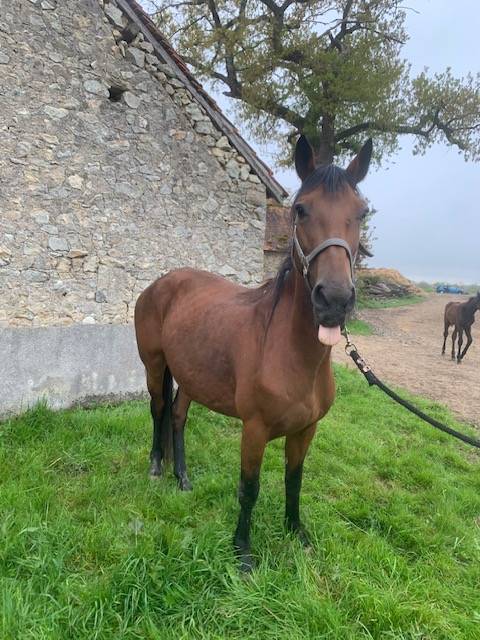 Broodmare Connemara For sale 2012 Bay