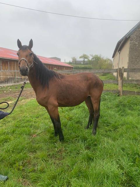 Broodmare Connemara For sale 2012 Bay