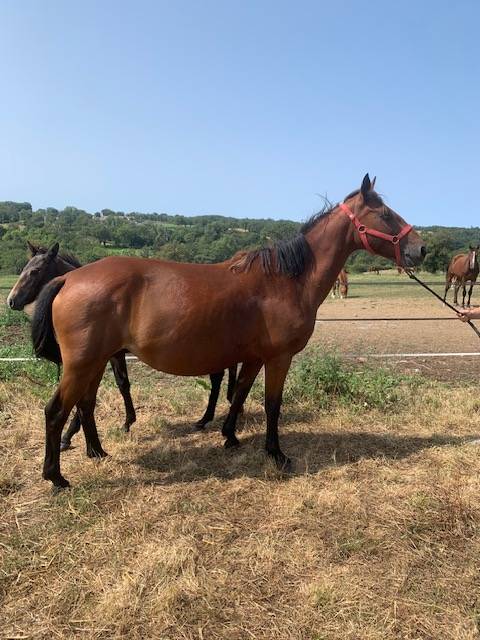 Broodmare Connemara For sale 2012 Bay
