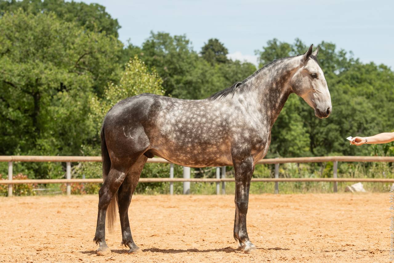 Gelding Lusitano For sale 2018 Grey