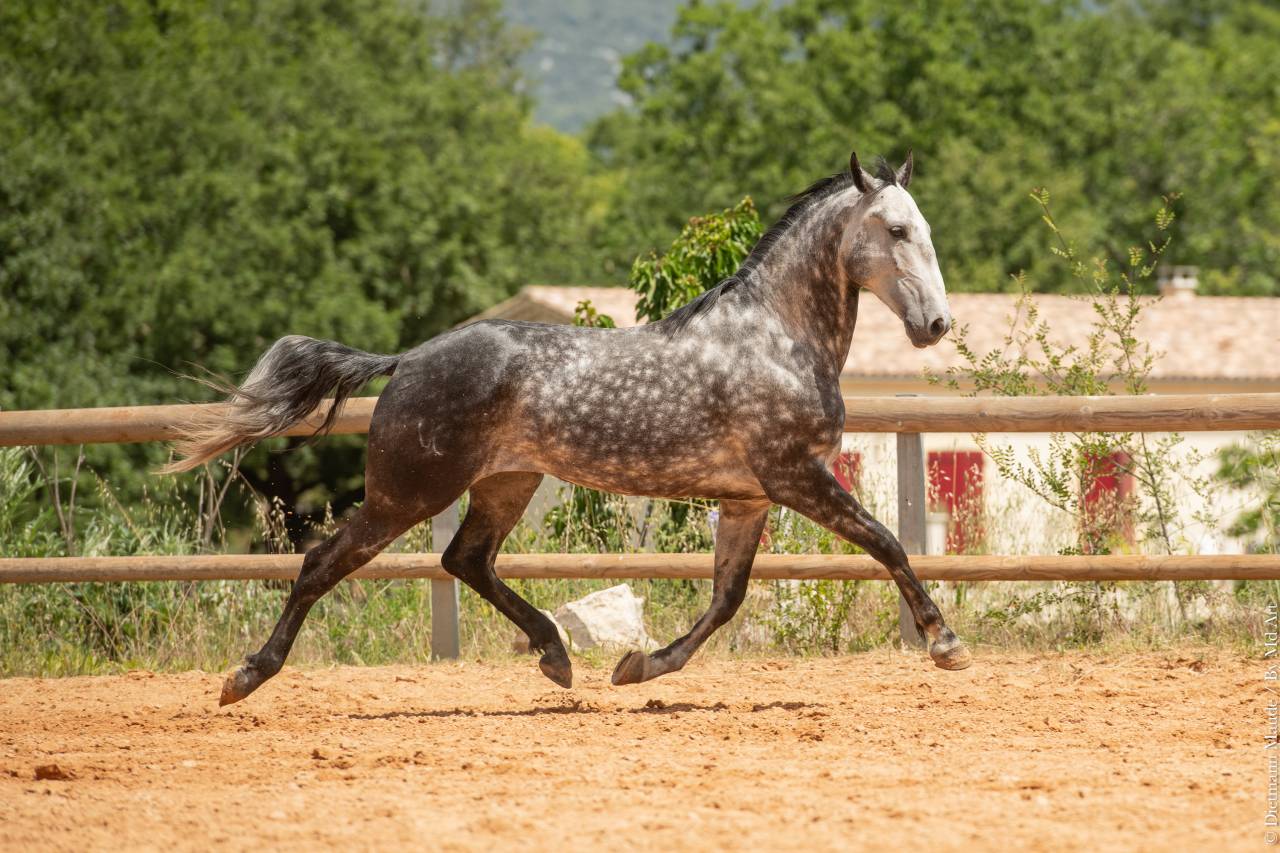 Gelding Lusitano For sale 2018 Grey