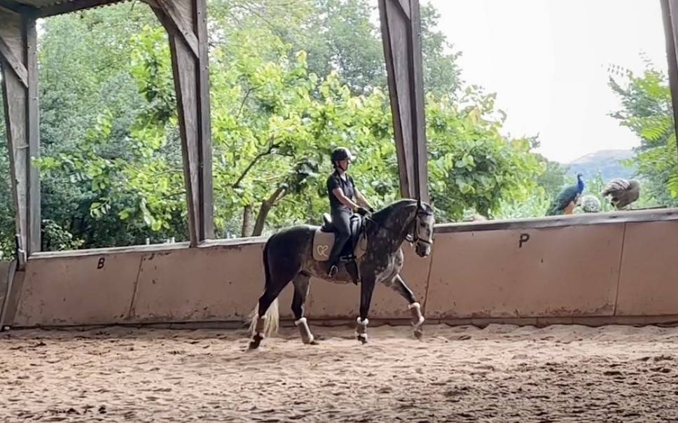 Gelding Lusitano For sale 2018 Grey