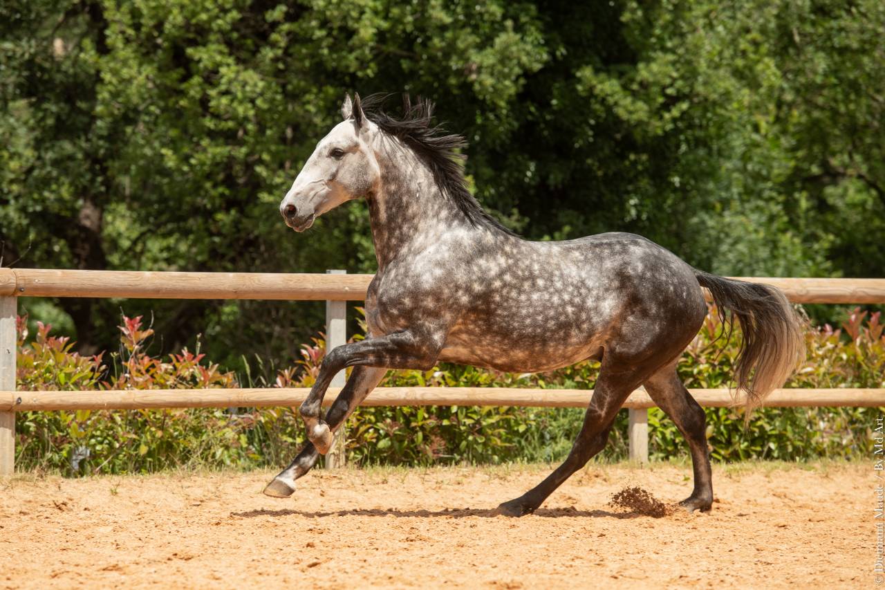 Gelding Lusitano For sale 2018 Grey