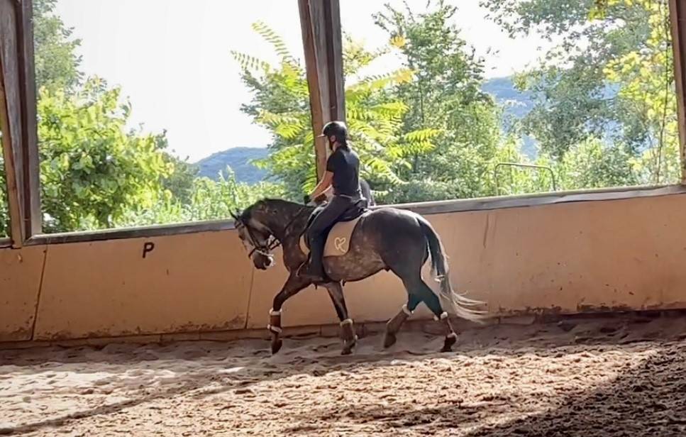 Gelding Lusitano For sale 2018 Grey