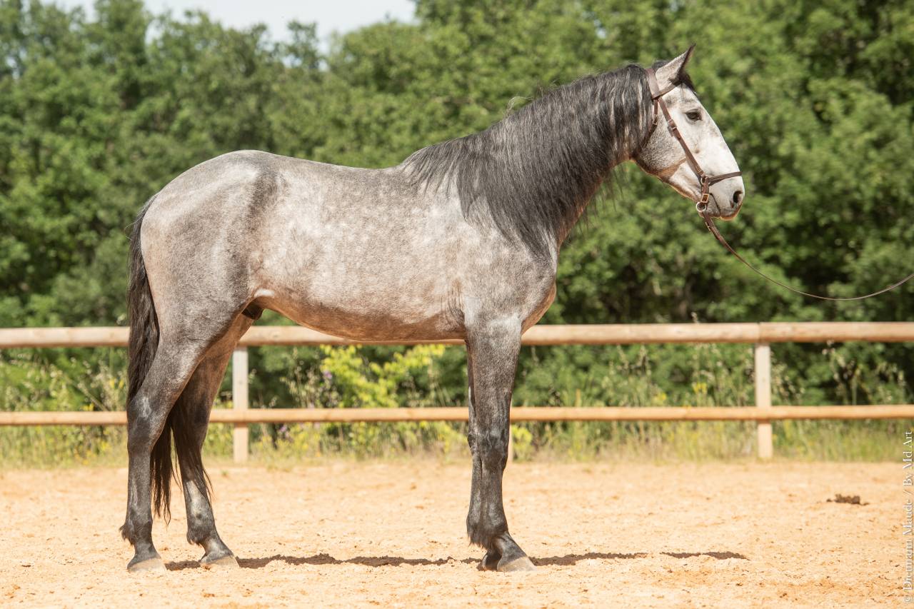 Entire Lusitano For sale 2021 Grey