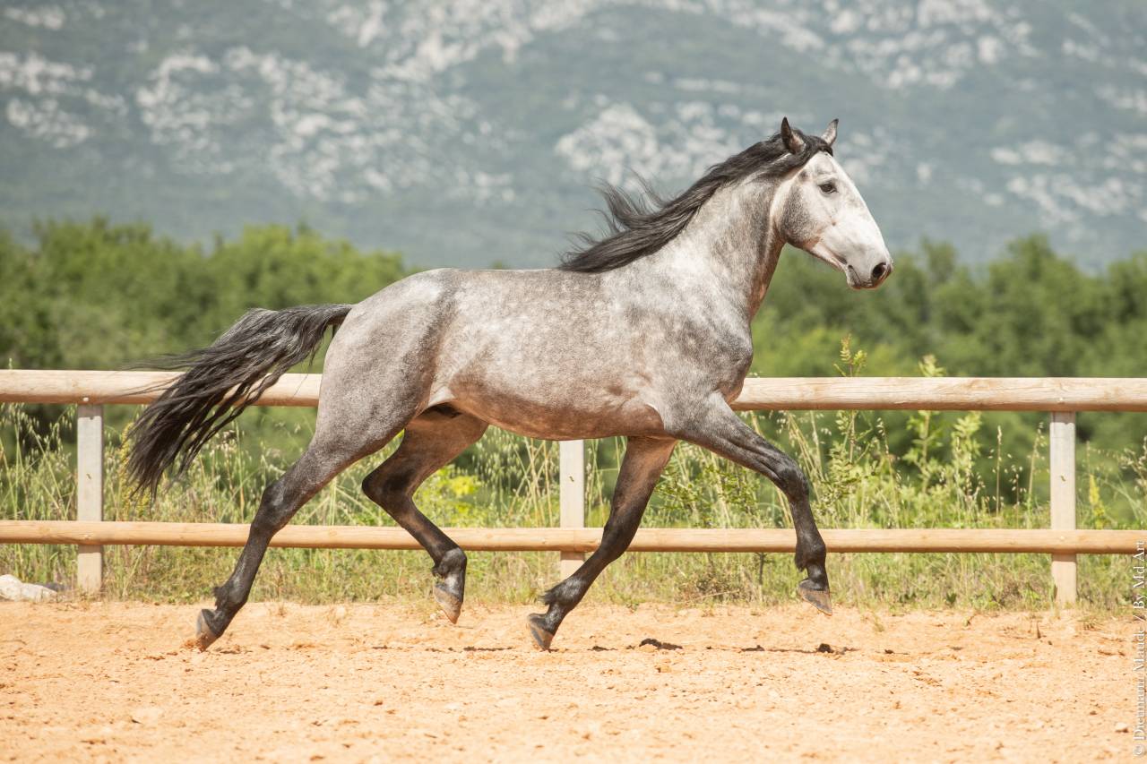 Entire Lusitano For sale 2021 Grey