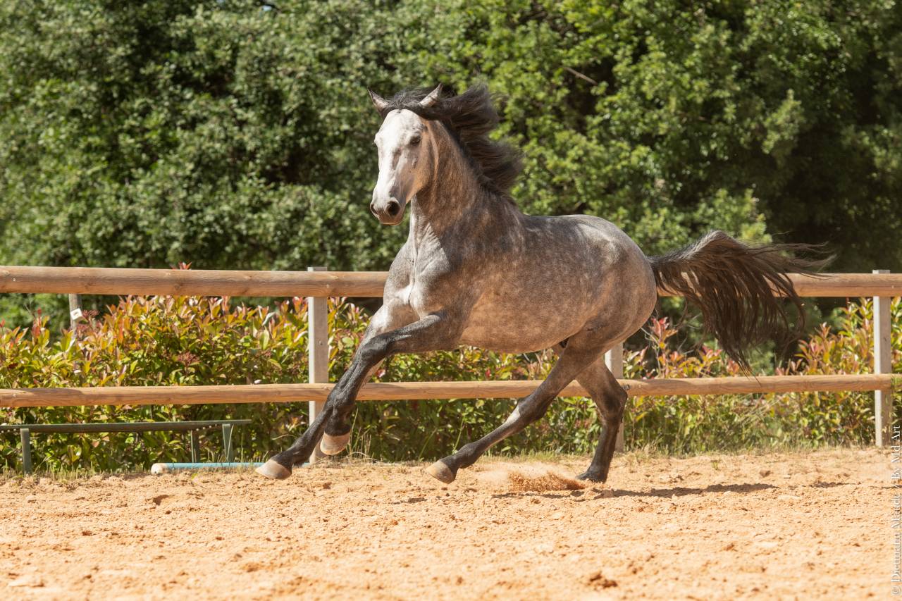 Entire Lusitano For sale 2021 Grey