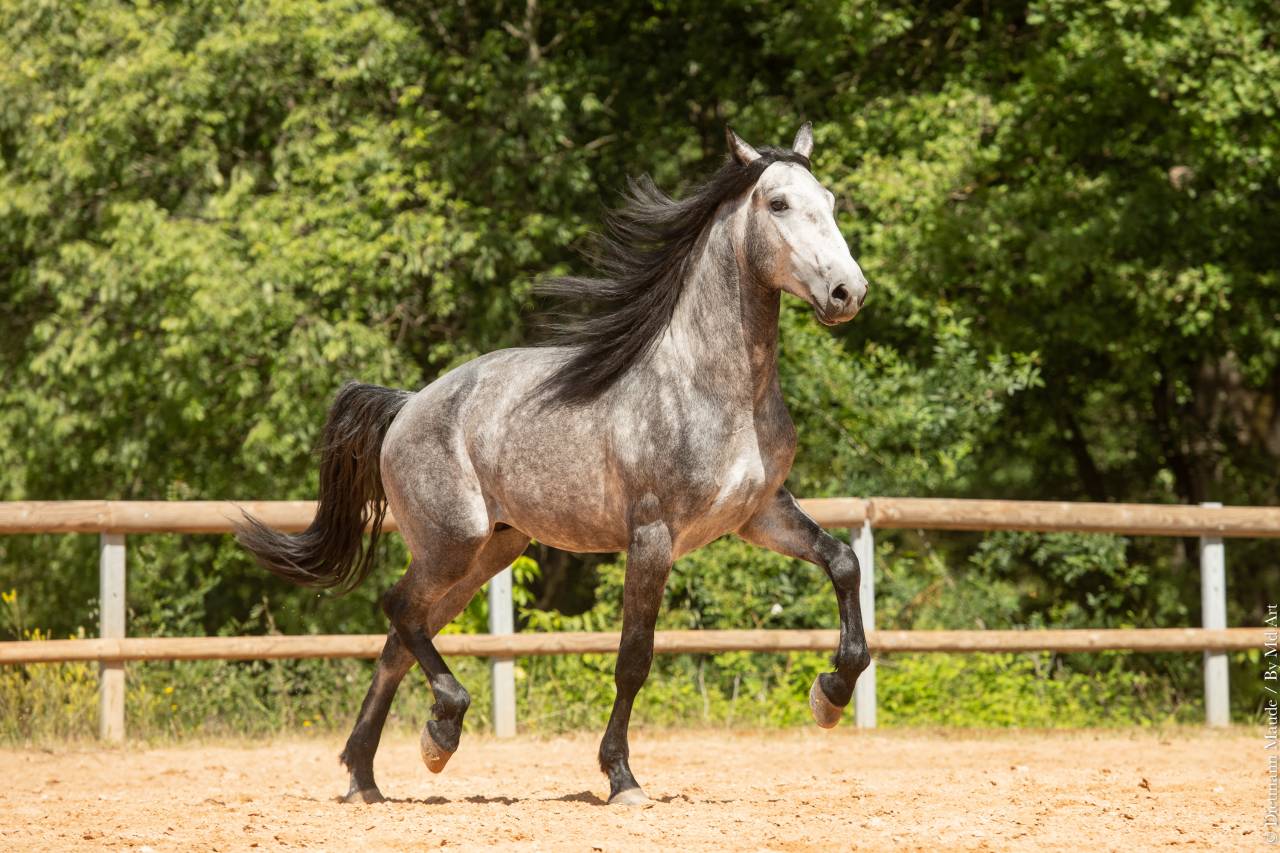 Entire Lusitano For sale 2021 Grey