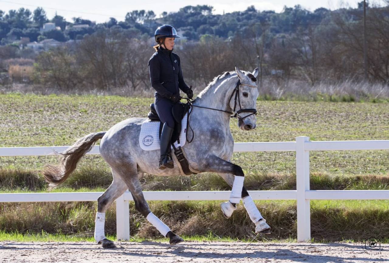 Gelding Lusitano For sale 2021 Grey