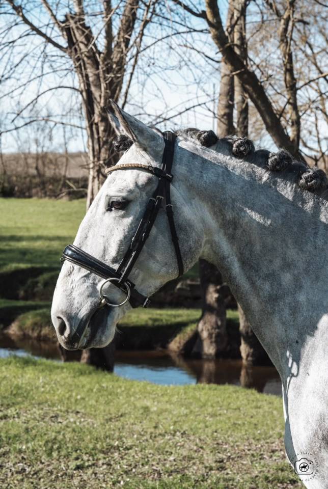 Gelding Lusitano For sale 2021 Grey