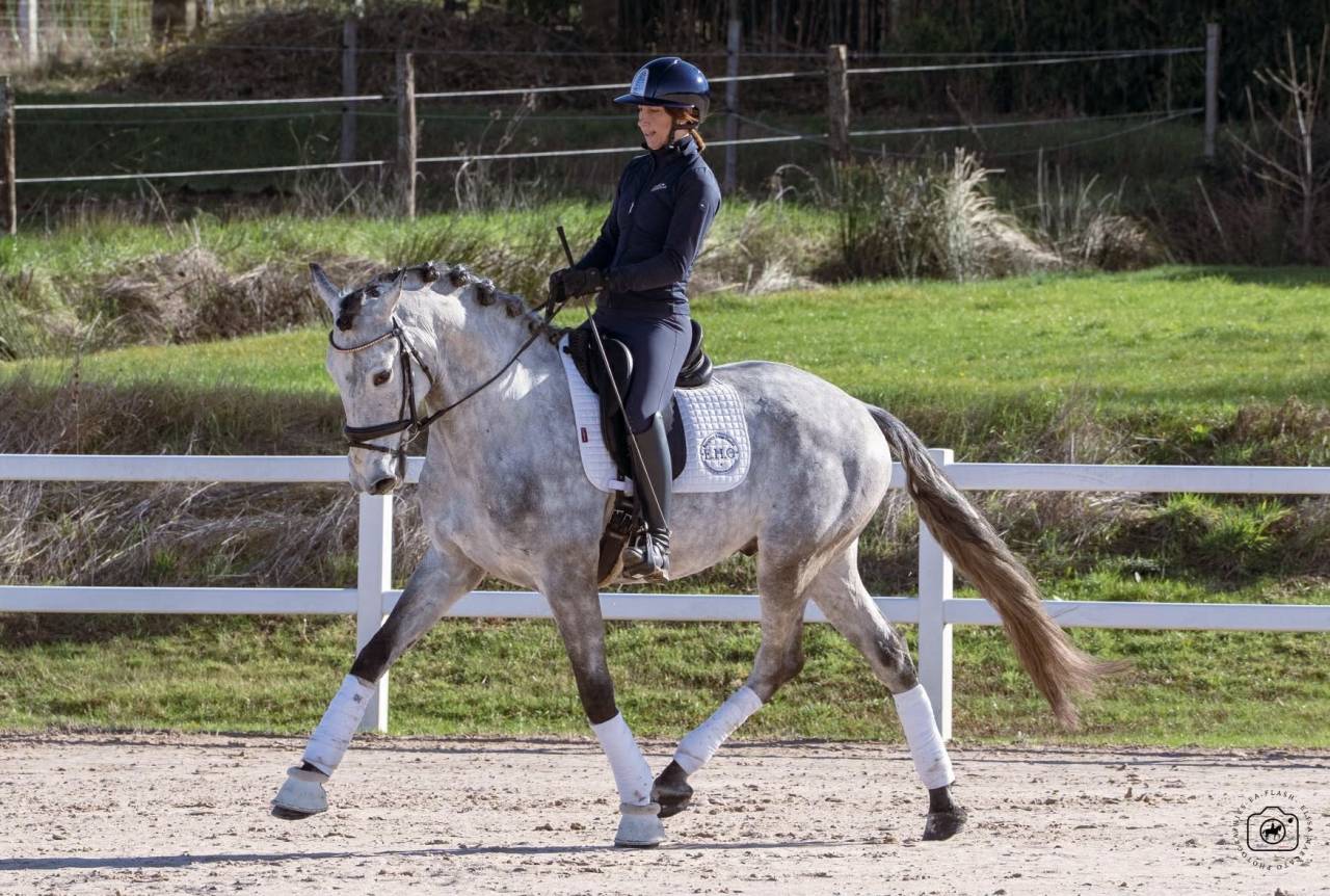 Gelding Lusitano For sale 2021 Grey