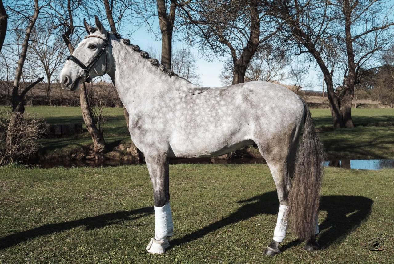 Gelding Lusitano For sale 2021 Grey