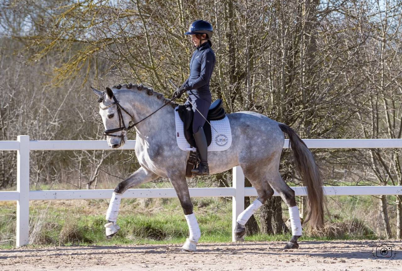 Gelding Lusitano For sale 2021 Grey