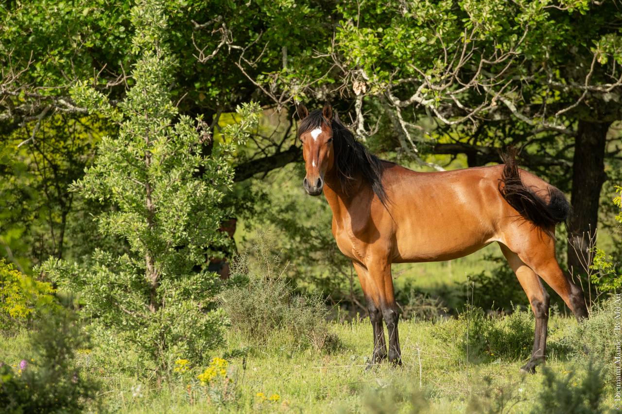 Mare Lusitano For sale 2021 Bay