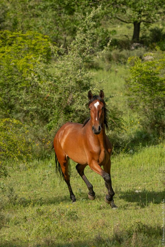 Mare Lusitano For sale 2021 Bay