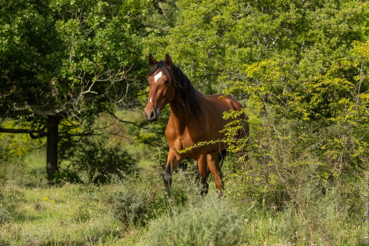 Mare Lusitano For sale 2021 Bay