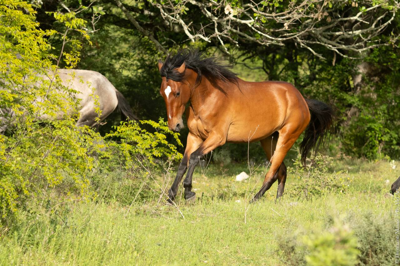 Mare Lusitano For sale 2021 Bay