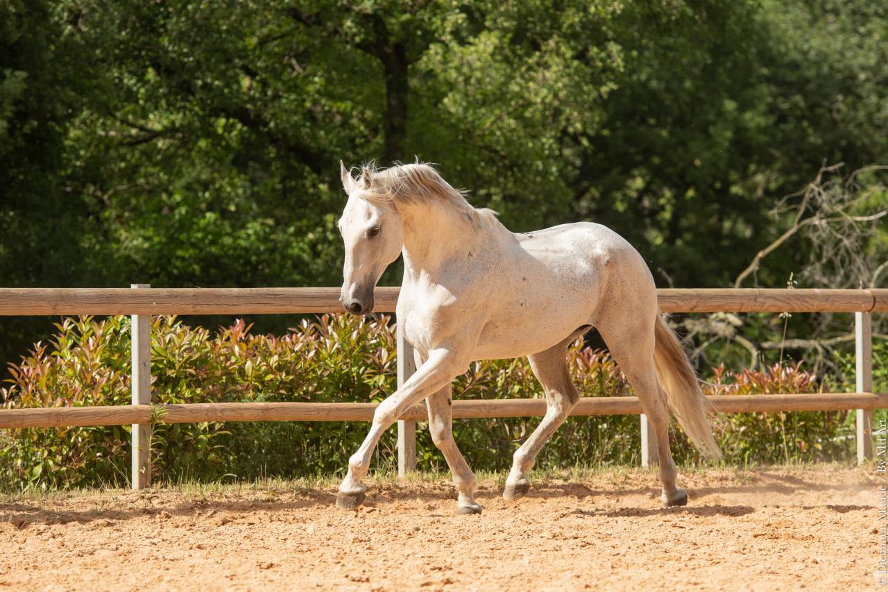 Soberano du Fesquet - Lusitano 2006 by HOSTIL JGB