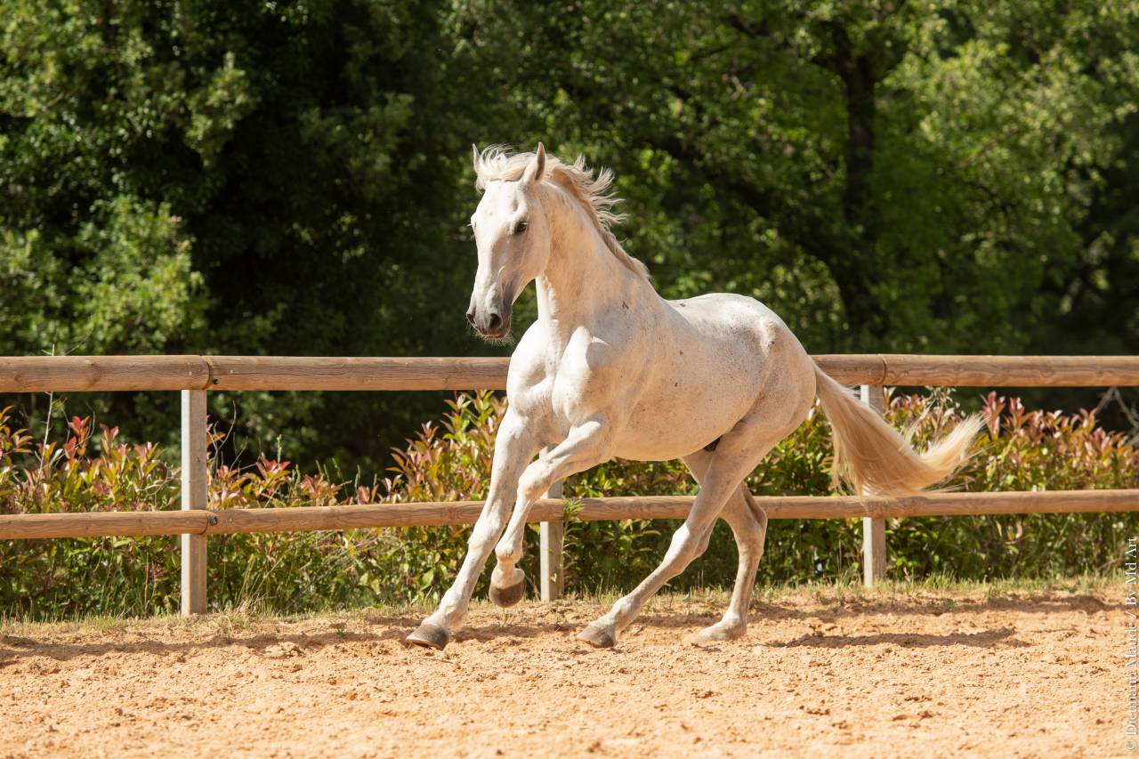 Soberano du Fesquet - Lusitano 2006 by HOSTIL JGB