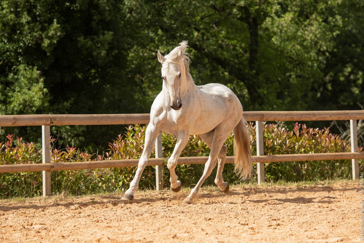 Soberano du Fesquet - Lusitano 2006 by HOSTIL JGB