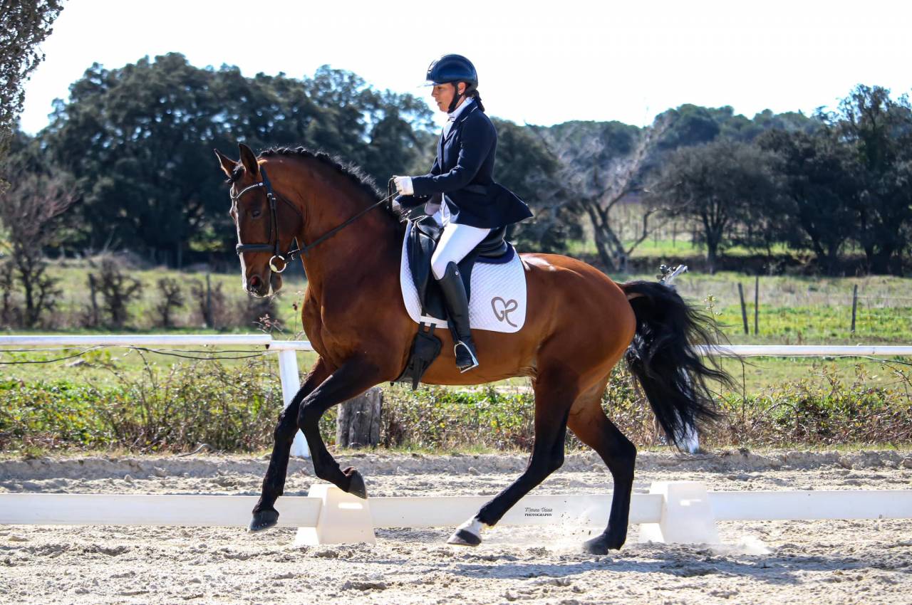 Dior du Fesquet - Lusitano 2013 by Rubi Ar