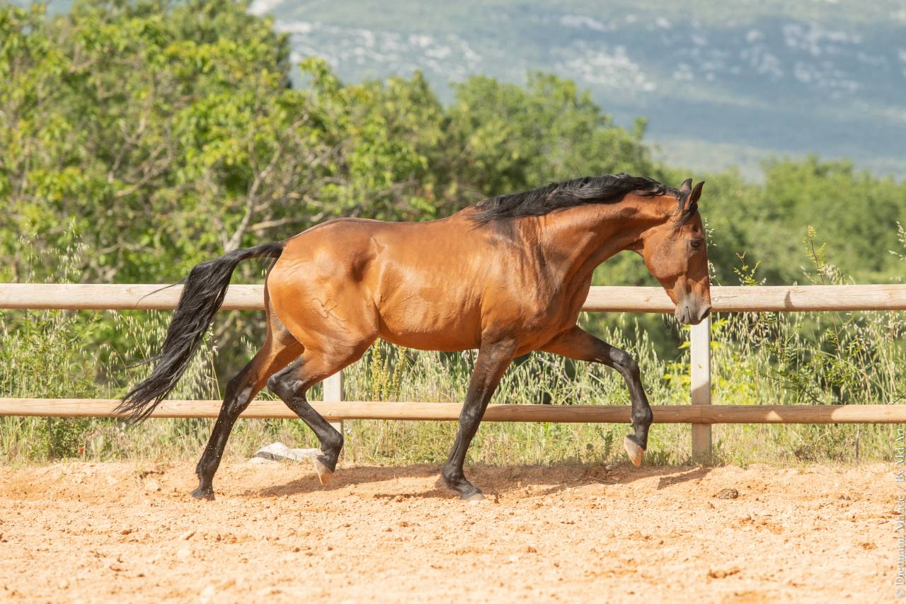 Aslan du Fesquet - Lusitano 2010 by QUEMOY DU FESQUET