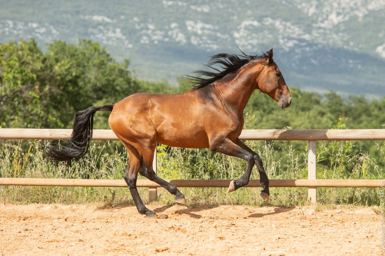 Aslan du Fesquet - Lusitano 2010 by QUEMOY DU FESQUET