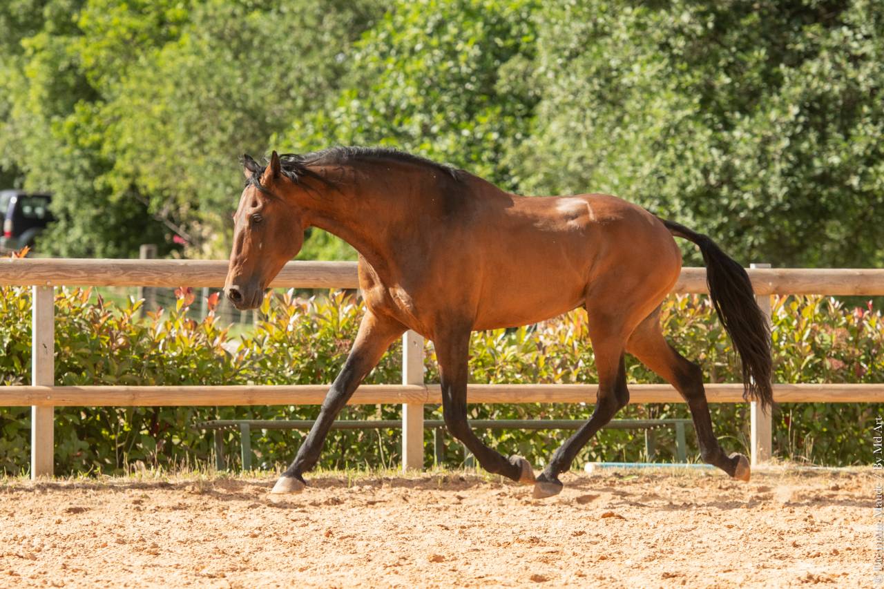 Aslan du Fesquet - Lusitano 2010 by QUEMOY DU FESQUET